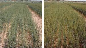 çinko bor yaprak gübresi ile ilgili görsel sonucu