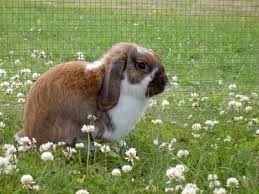 Image result for RABBIT