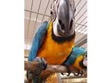 Image result for baby macaw parrot for sale