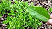 Image result for health benefits of longevity spinach