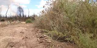 Hazen Fire Burns Near Buckeye, Arizona: Salt Cedar Hinders Containment Efforts