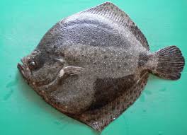 Image result for turbot