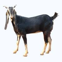 Image result for GOAT