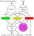 Bioenergetic analysis - , 