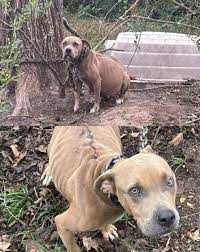 當動保志工發現牠時，這隻瘦弱的米克斯母犬正被鐵鍊拴在樹旁，懷 ...