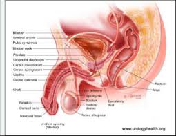 Image result for how to insert male organ into female organ