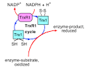 Thioredoxinreduktase - DocCheck Flexikon