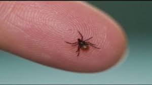 Lyme Disease Awareness: Prevention and Early Detection