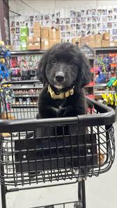 The Adventures of Bear & Nana (@bear_and_nana) | TikTok