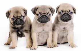 Image result for pugs