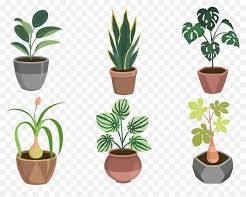 Image d'une collection de plantes d'intérieur de différentes tailles et formes