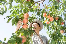 California Peach Tree Removal After Del Monte Bankruptcy