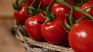Trend Google: allarme salmonella pomodori puglia