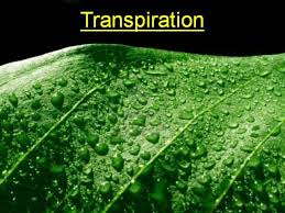 Image result for transpiration