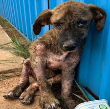 Animals - A dog with serious injuries is suspected to have a ...