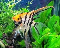 Gambar ikan Manfish Pterophyllum scalare hias