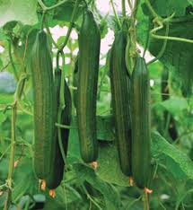 cucumber ile ilgili görsel sonucu
