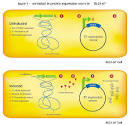 Bacterial strains for protein expression