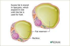 Resultado de imagem para adipocyte