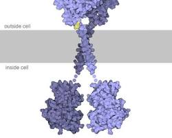 Image of Vascular Endothelial Growth Factor (VEGF) molecule