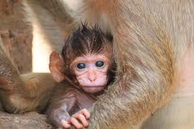 Image result for MONKEYS