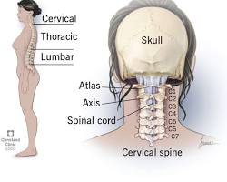 Cervical vertebrae