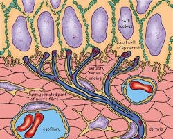 Image of Thermoreceptors
