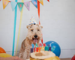 pet wearing a birthday hat in front of a birthday cakeの画像