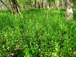 Image result for garlic mustard