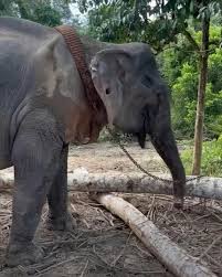 Elephant freed from 55 years of labor