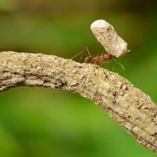 Image result for ant can carry 52 times of its own weight