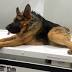 Short-spined dog Quasimodo has surgery