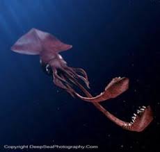 Image result for colossal squid