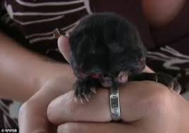 Bildergebnis für janus cat