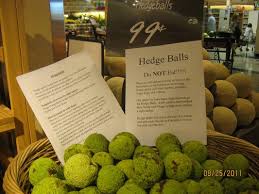 Image result for hedge apples