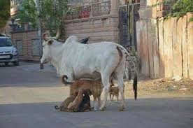A cow nurses a mother dog while her puppies are nursing from ...