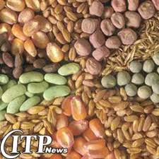 「‫گندم و برنج‬‎」の画像検索結果