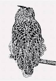 Résultat de recherche d'images pour "owl ink drawing"