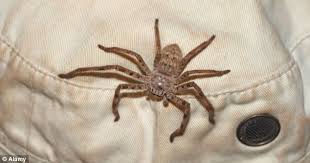 Image result for huntsman spider australia images