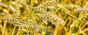 Image result for US Futures