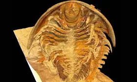 Best-preserved trilobite fossils ever found shake up the scientific community