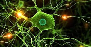 Trắc nghiệm Sinh 11 Chủ đề 5 Cánh diều (Có đáp án)