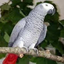Image result for african grey parrot for sale