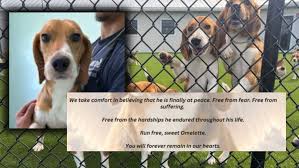 Rescue mourns lab beagle killed in suspected alligator attack, announces safety measures
