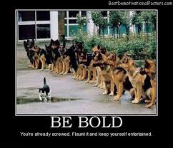 Funny Animal Picture with Inspirational Quotes | be-bold-cat-dog ... via Relatably.com