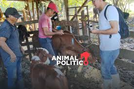 Detectan primer caso de gusano barrenador en Tamaulipas; Agricultura realiza rastreo epidemiológico