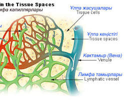 รูปภาพหลอดน้ำเหลือง