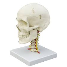 Image result for skull on cervical spine model