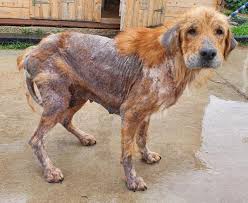 SPAC - Adopción de CAILLOU, ADOPCIÓN COSTE 0