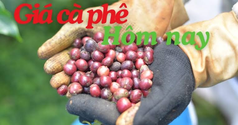 Giá cà phê hôm nay 7.7: Trong nước tăng, thế giới biến động trái chiều